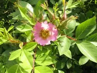 Bild 1320.webp