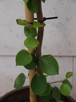 P6184338.webp