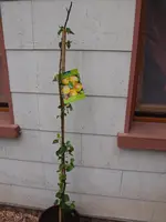 P6184337.webp