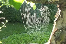 spinnennetz.webp