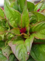 P6184346.webp
