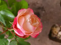 P6184350.webp