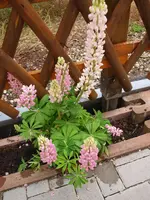 P6184355.webp