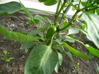 100_0715.webp