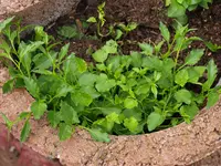 P6184375.webp