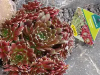 P6184372.webp