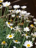 P6184380.webp