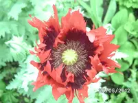 BILD0938.webp