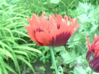 BILD0939.webp