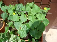 DSC01291.webp