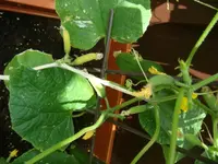 DSC01293.webp