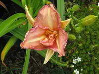 IMG_dublin elaine1_800x600.webp