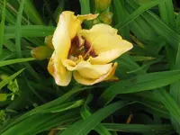 IMG_thunder patch_800x600.webp