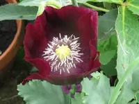 IMG_9672_800x600.webp