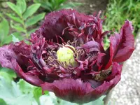 IMG_9691_800x600.webp