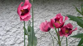 DSCN3062.webp