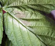 himbeere.webp