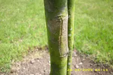 Frostr.webp