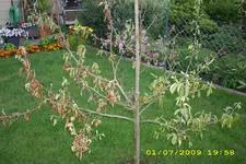 Frostriss 4.webp
