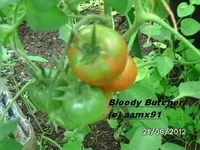 BILD0390.webp