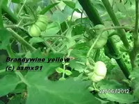 BILD0392.webp