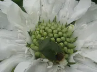 11. Villadoluca - Skarbiosen Wanze.webp 11. Villadoluca - Skarbiosen Wanze.webp