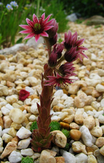 palme.webp