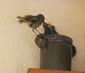 Frühstück im Schmalztopf.webp