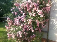 Lilien 2012+Rittersporn 020.webp