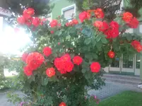 Rosen Juni 2012 041.webp