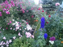 Rosen Juni 2012 004.webp
