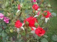 Rosen Juni 2012 038.webp