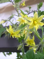 PIC_0060.webp