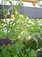 PIC_0035.webp