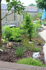 Flieder_Magnolienbeet 120620.webp