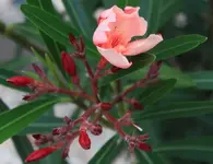 Oleander 120620.webp