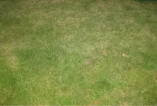 Rasen weiter weg.webp