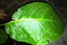 ET 21.06.webp