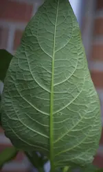 _MG_1419.webp