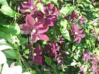 2012_0619juni120007.webp