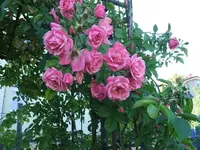 2012_0619juni120002.webp