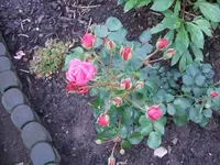2012_0619juni120003.webp