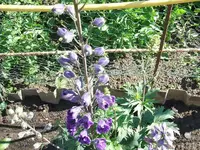 2012_0619juni120004.webp