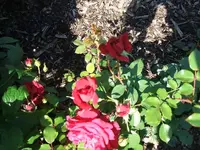 2012_0619juni120005.webp
