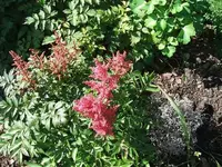 2012_0619juni120009.webp