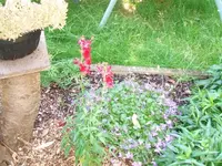 2012_0619juni120015.webp