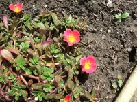 2012_0619juni120016.webp