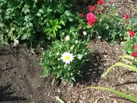 2012_0619juni120020.webp