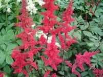 Astilbe-Arendsii-Hybr Fanal Prachtspiere.webp