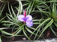 Bild 1271.webp